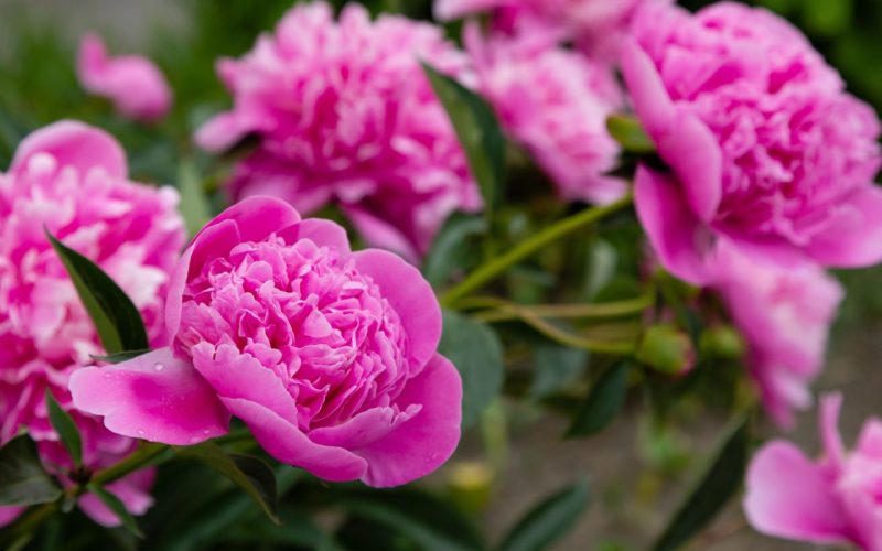 abundant-flowering-pink-peonies-in-the-garden-bea-2026-01-09-14-25-33-utc_1280px