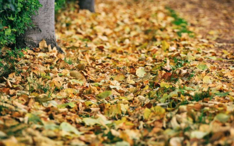 Maple dry leaves fallen on the ground at autumn after the rain