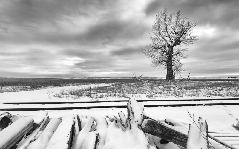 A black and white image of a barren tree in a snowy field near Davenport, Washington.