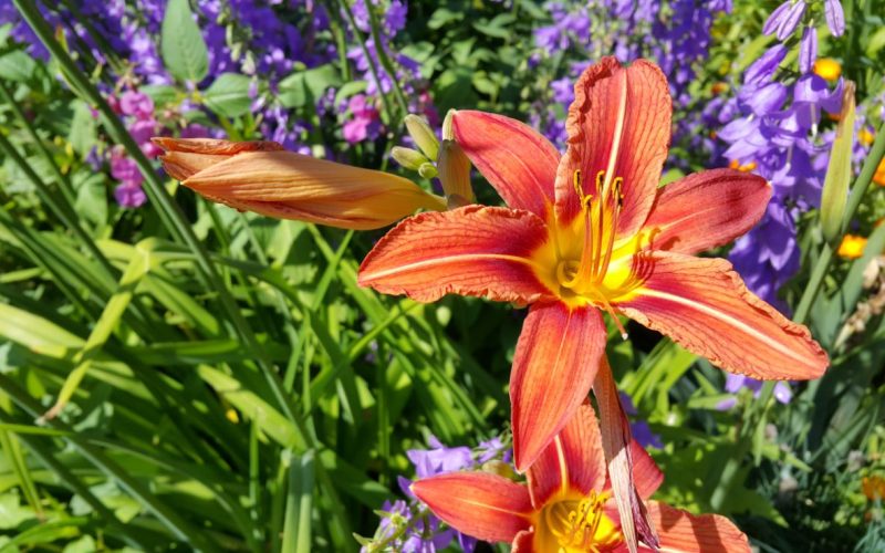 Beautiful bright orange day-lily and other flowers in summer garden, closeup