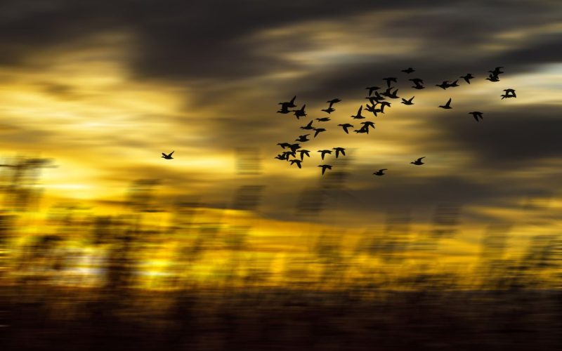 birds-flying-in-a-golden-sunset-sky-2026-03-26-00-46-43-utc_1280px