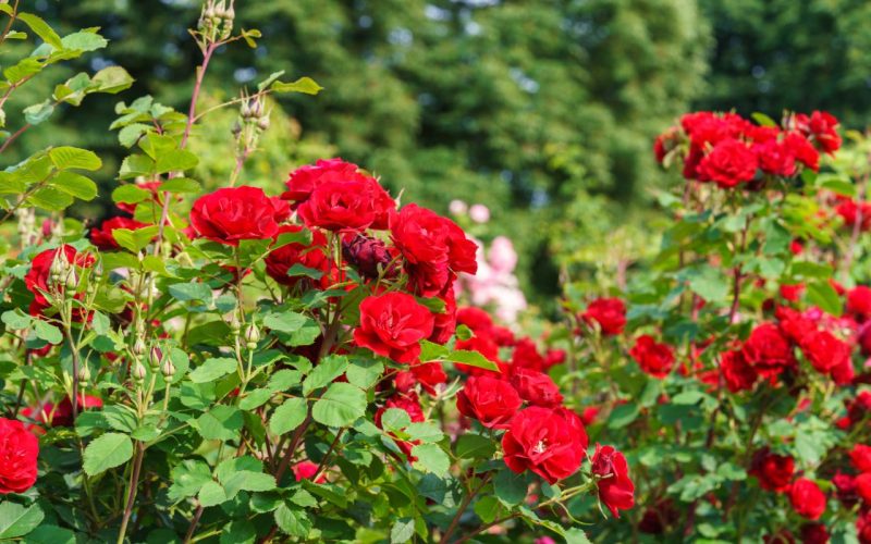 Branch of delicate red roses in full bloom growing in summer garden. Romantic floral background with natural light, decorative flowers and green foliage. Spring and nature, gardening, plant breeding.