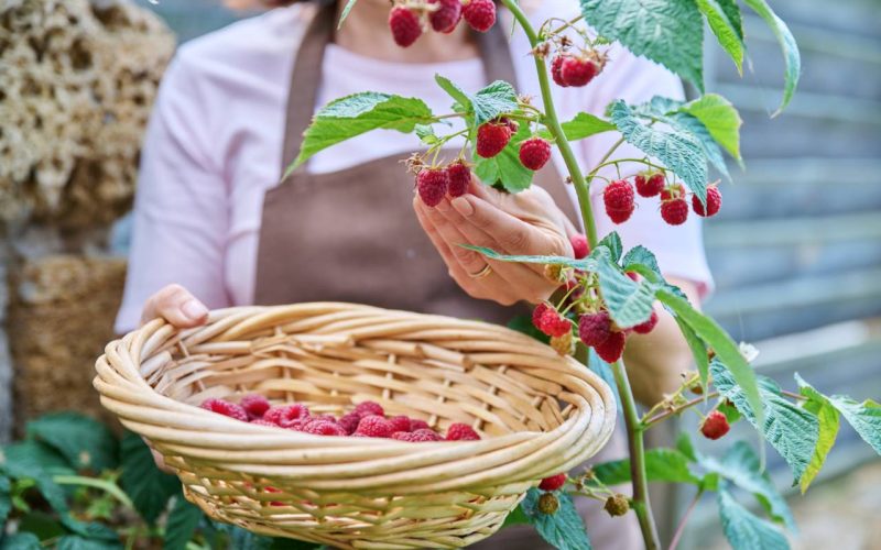 Close-up of woman hands harvesting ripe raspberries in garden. Growing healthy organic berries, summer season, farm, farming, gardening, summertime, agricultural, vitamin food concept