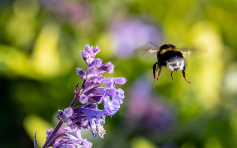 A closeup shot of a bee flying to pollinate purple flowers