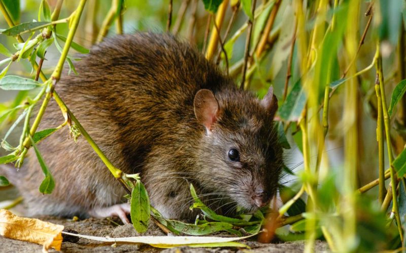 A closeup shot of a brown rat in the garden on a sunny day