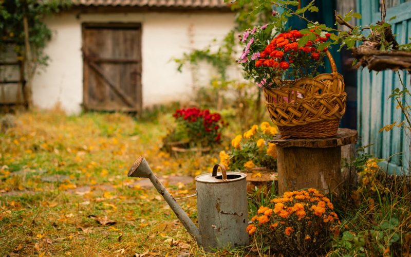 Rustic autumn garden with vintage watering can, basket of chrysanthemums and fallen leaves