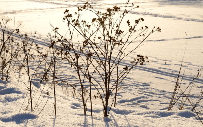 dry-burdock-bushes-at-sunny-winter-day-2026-01-11-08-18-09-utc_1920px