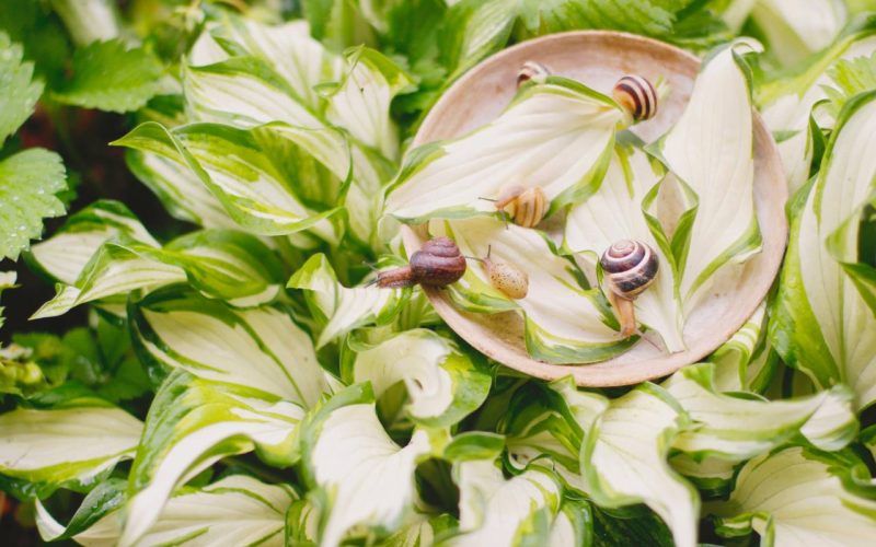 garden-snails-crawling-on-the-green-leaves-with-wa-2024-12-03-08-47-43-utc_1280px