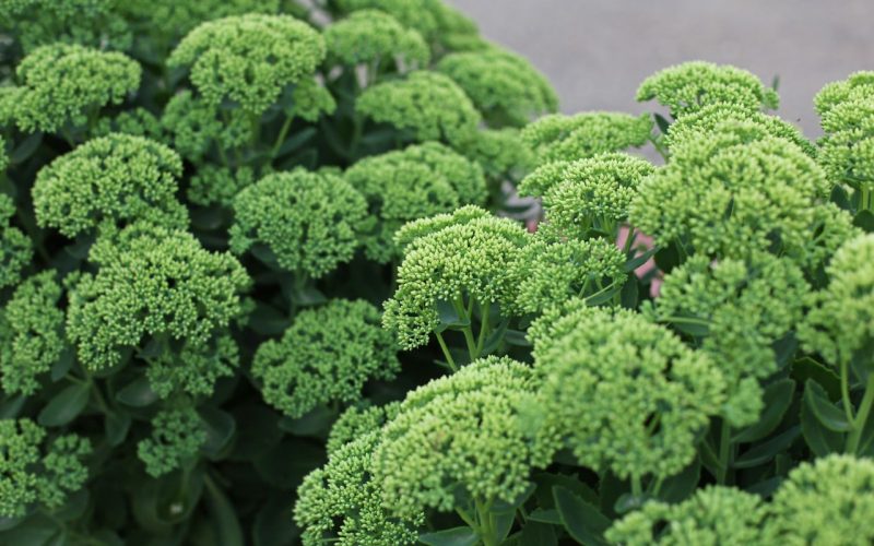 green-sedum-plant-with-flower-buds-in-garden-2026-01-11-08-14-44-utc_1280px