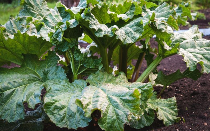rhubarb plant growing in the garden
