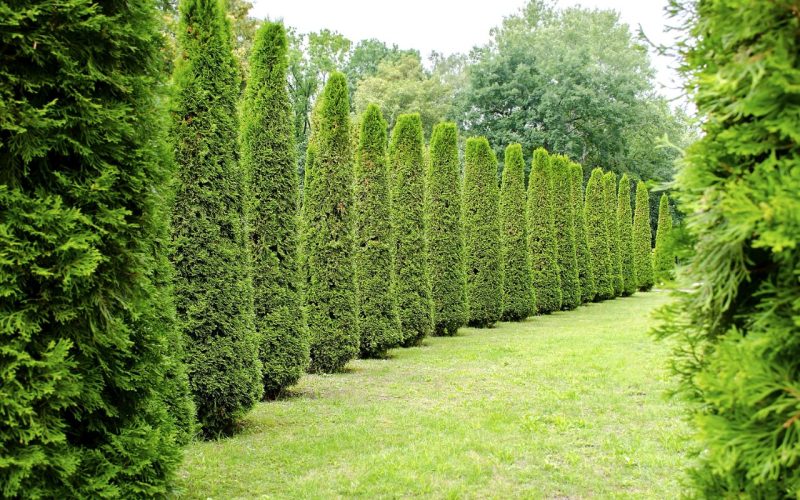 Freshly mowed long rows of tall green decorative white cedar at country residence. Hedge of fresh cedars trees at city park. Landscape design and gardening concept.
