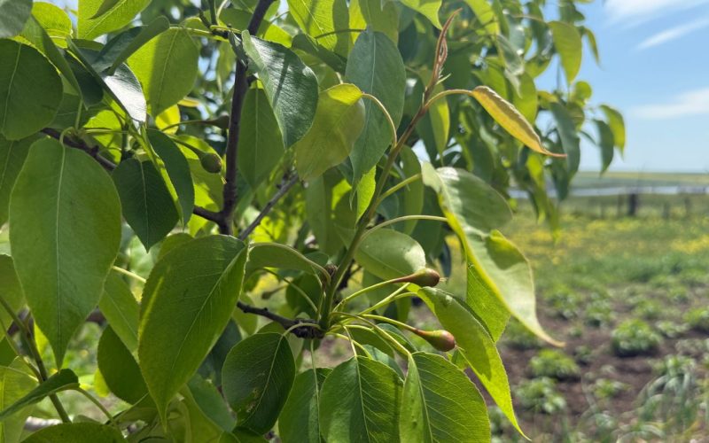 Pear tree branches with ripening fruits and green leaves outdoors, closeup