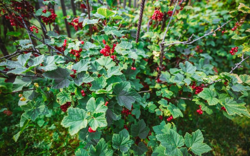 A wide-angle view of a bush of a ripe red currant berry in the summer garden, shallow depth of field, selective focus on the foreground