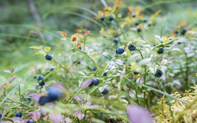 Ripe, tasty blueberries on the bushes in the forest, on a summer day. Harvest of Vaccinium myrtillus berries.