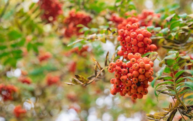 Rowan tree in autumn in the park