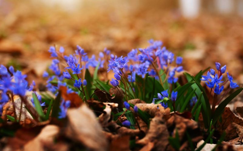 spring-early-flowers-scilla-siberica-in-the-forest-2024-02-14-17-22-56-utc_1280px