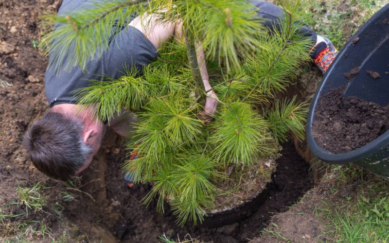 Strong Caucasian man plants a cedar tree. Dig the ground with a shovel. Planting plants. Coniferous seedlings. Ecology, nature conservation, forest restoration. Teamwork. Christmas tree.