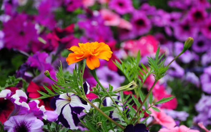tagetes-flower-over-blurry-petunias-background-2026-03-26-01-14-40-utc_1280px