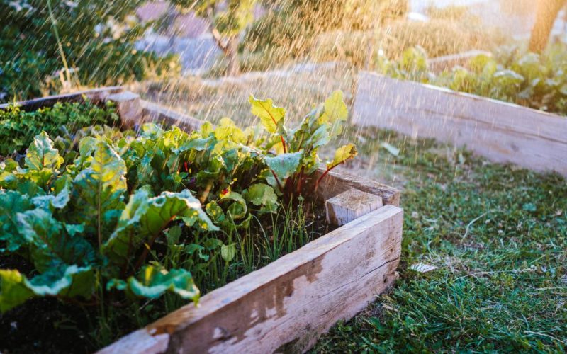 Watering vegetables in raised bed