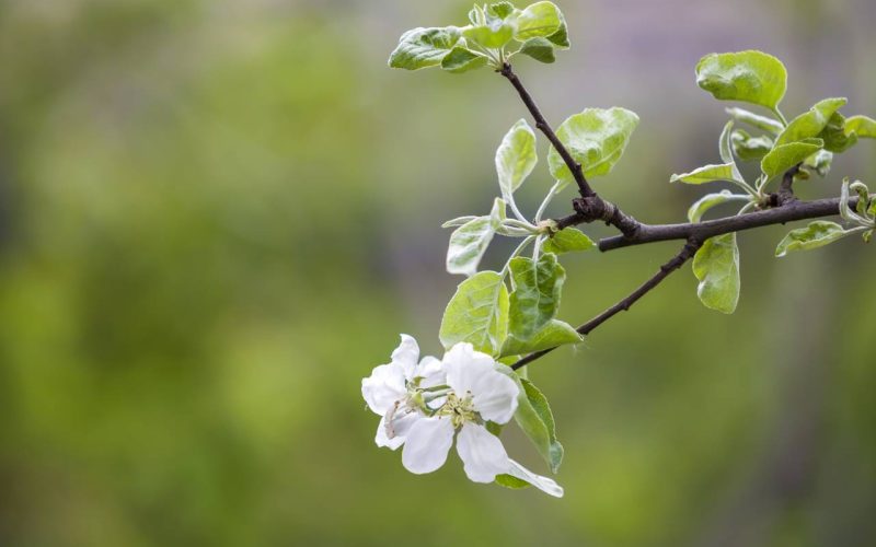 Blossoming apple branch. White flowers with tender petals and bright green small leaves on blurred copy space bokeh background.