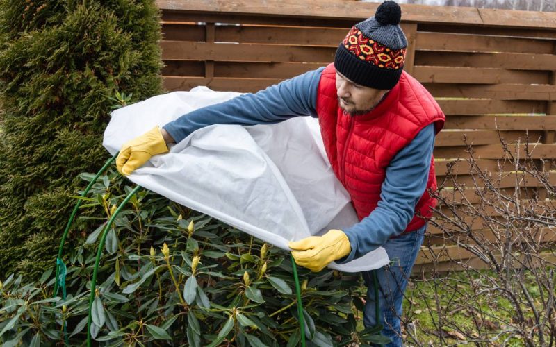 Winter Protection for garden, winter shelter for garden plants, shelter rhododendrons. High quality photo